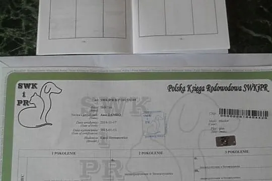 SHIH-TZU Bialo-czarno braz.PIESEK