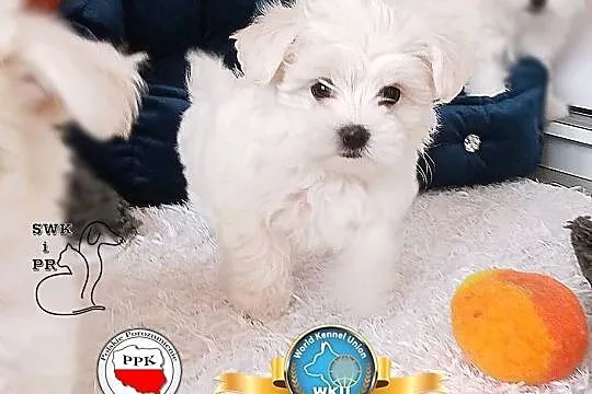 Maltańczyk suczka, Śląskie, Racibórz