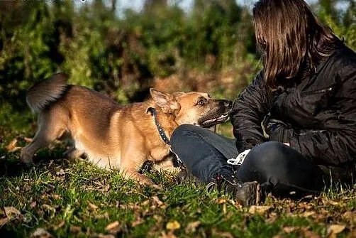 Przepiękny mlodzieniec czeka na dom,  mazowieckie 