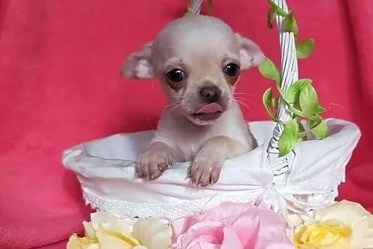 Najpiękniejsze Chihuahua Mini szukają nowego domu , Warszawa