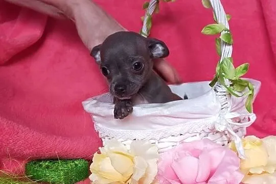 Najpiękniejsze Chihuahua Mini szukają nowego domu , Warszawa