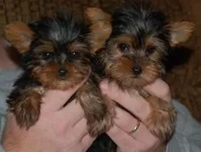 Urocze szczenięta Yorkshire Terrier dla każdego nowego domu
