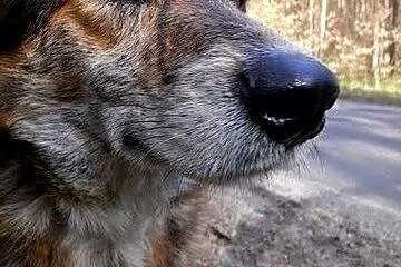 BAZYL-niebieskookie cudo! do pokochania!,  mazowie