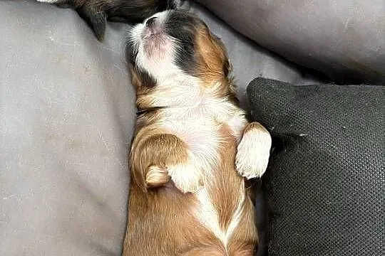 Suczka shih tzu