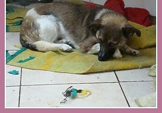 5 kg,1 rok, łagodna,delikatna,grzeczna suczka MALU