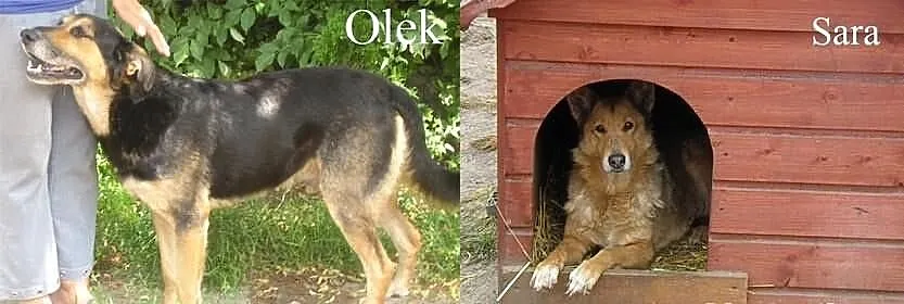 Sara i Olek szukają domów