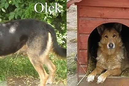 Sara i Olek szukają domów