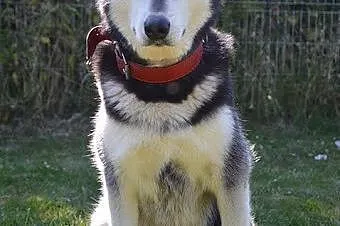 Salvi młoda, energiczna, radosna alaskan malamute 