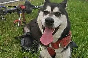 Salvi młoda, energiczna, radosna alaskan malamute 