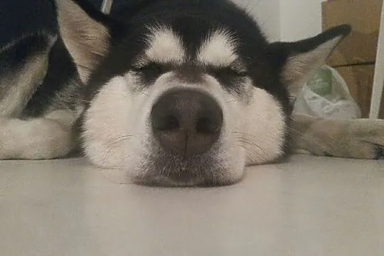 Salvi młoda, energiczna, radosna alaskan malamute 