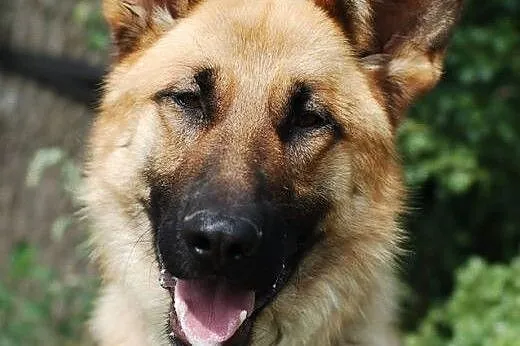 Seweryn- młody onek do adopcji ,  Owczarek niemiec