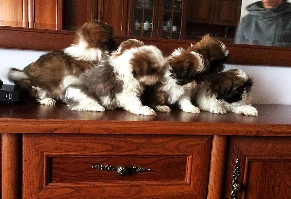 Suczka shih tzu wzorcowy przepiękny szczeniak, Świętokrzyskie, Klimontów