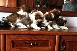 Suczka shih tzu wzorcowy przepiękny szczeniak