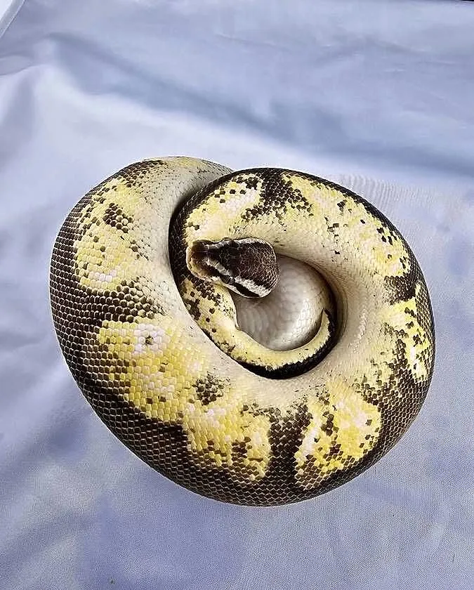 Pyton królewski python regius samiec, Dolnośląskie, Wrocław