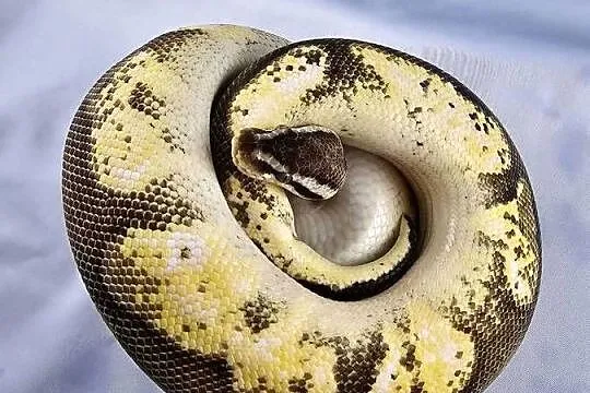 Pyton królewski python regius samiec, Dolnośląskie, Wrocław