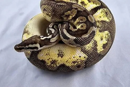 Pyton królewski python regius samiec, Dolnośląskie, Wrocław