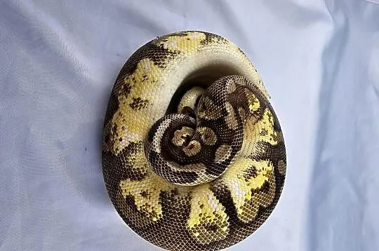 Pyton królewski python regius samiec, Dolnośląskie, Wrocław