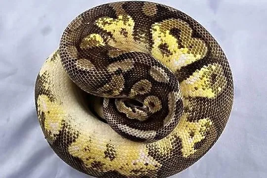 Pyton królewski python regius samiec, Dolnośląskie, Wrocław
