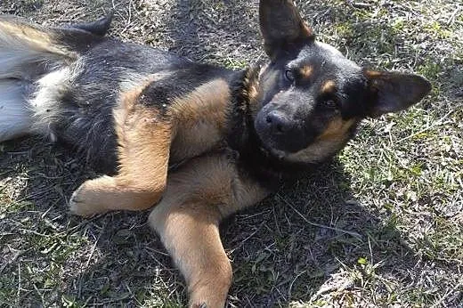 Kaja-przeliczna panna do adopcji,  podlaskie Białystok