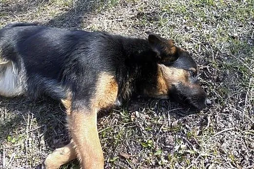 Kaja-przeliczna panna do adopcji,  podlaskie Biały