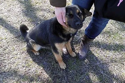 Kaja-przeliczna panna do adopcji,  podlaskie Biały