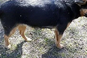 Kaja-przeliczna panna do adopcji,  podlaskie Biały