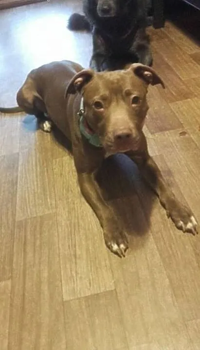 ŻABA - pitbull red nose idealny! Znasz rasę? Pokoc