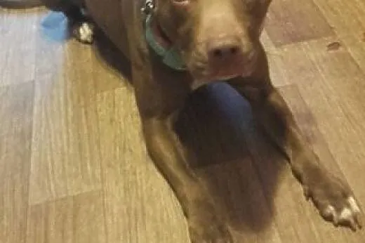 ŻABA - pitbull red nose idealny! Znasz rasę? Pokoc