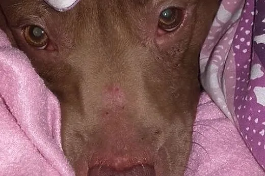ŻABA - pitbull red nose idealny! Znasz rasę? Pokoc