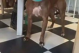 ŻABA - pitbull red nose idealny! Znasz rasę? Pokoc