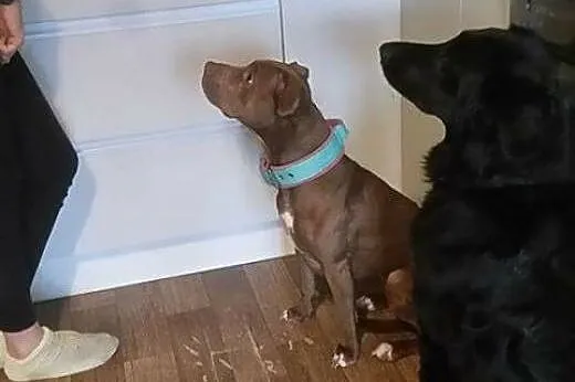 ŻABA - pitbull red nose idealny! Znasz rasę? Pokoc