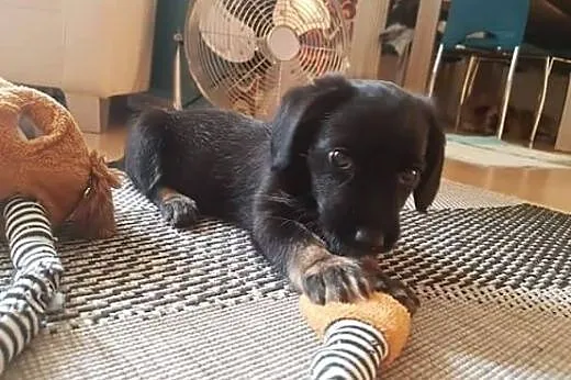 Tusia-słodziak DO ADOPCJI ,  mazowieckie Warszawa