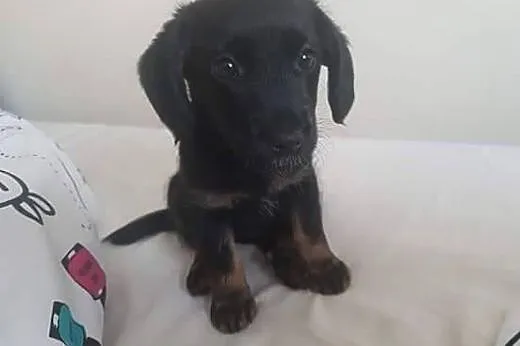 Tusia-słodziak DO ADOPCJI ,  mazowieckie Warszawa