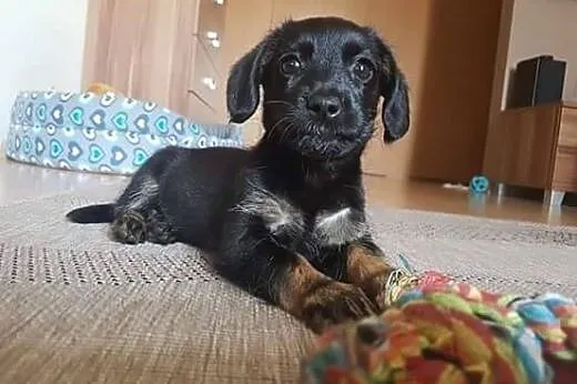 Tusia-słodziak DO ADOPCJI ,  mazowieckie Warszawa