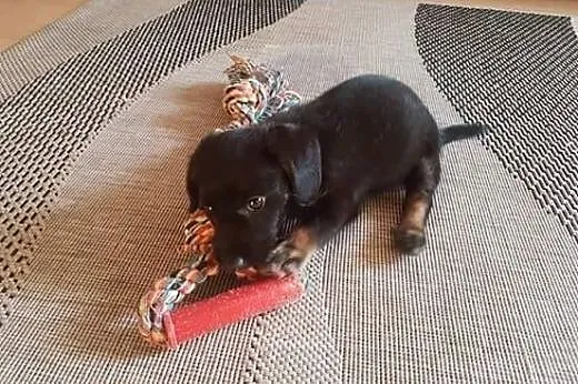 Tusia-słodziak DO ADOPCJI ,  mazowieckie Warszawa