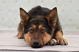 Max nieśmiały psiak czeka na wymarzony domek w Sch, cała Polska