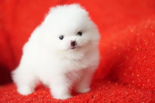 Szczeniaki pomeraniana  Whatsapp +447506188115 pomeraniana, , leeds