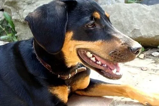 Rita ma 8 miesięcy i szuka kochającej rodziny.,  ś