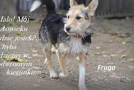 no to FRUGO do adopcji,  małopolskie Kraków