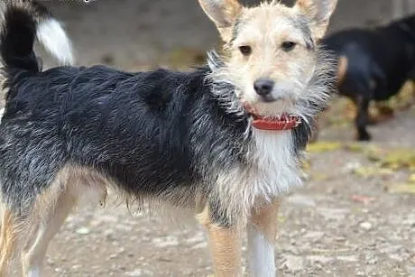 No to FRUGO do adopcji,  małopolskie Kraków