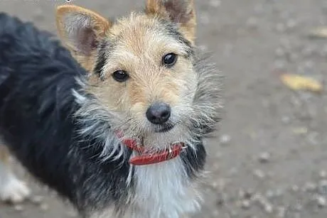 No to FRUGO do adopcji,  małopolskie Kraków