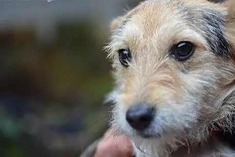 No to FRUGO do adopcji,  małopolskie Kraków