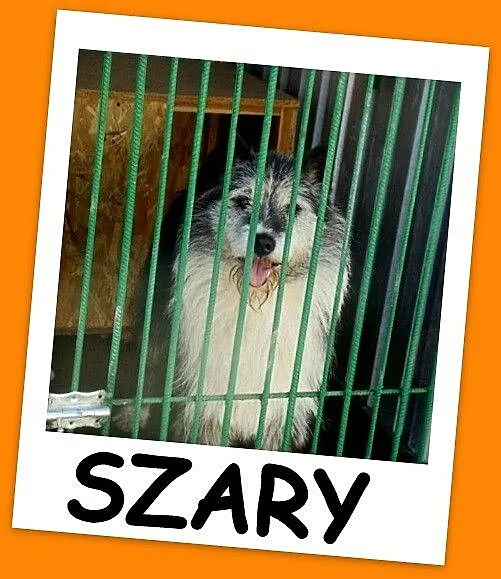 Duży 35 kg, pies SZARY, energiczny, przyjacielski,