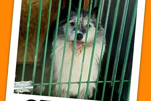 Duży 35 kg, pies SZARY, energiczny, przyjacielski,