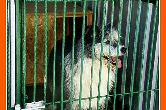 Duży 35 kg, pies SZARY, energiczny, przyjacielski,