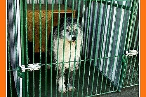 Duży 35 kg, pies SZARY, energiczny, przyjacielski,