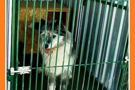 Duży 35 kg, pies SZARY, energiczny, przyjacielski,
