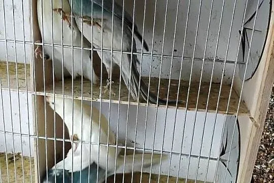 Papugi