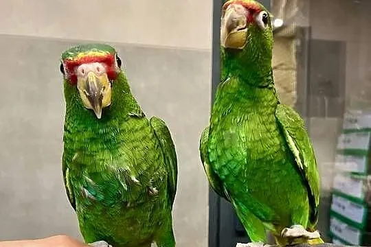 Amazonka białoczelna (albifrons)