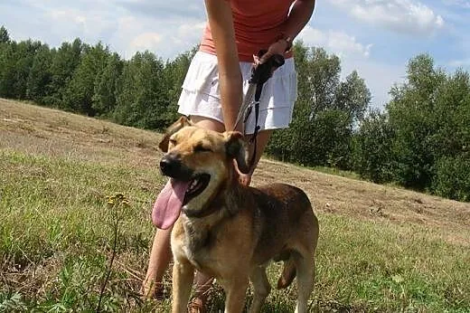 Empir-młody, wesoły psiak wciąż czeka na swoją sza